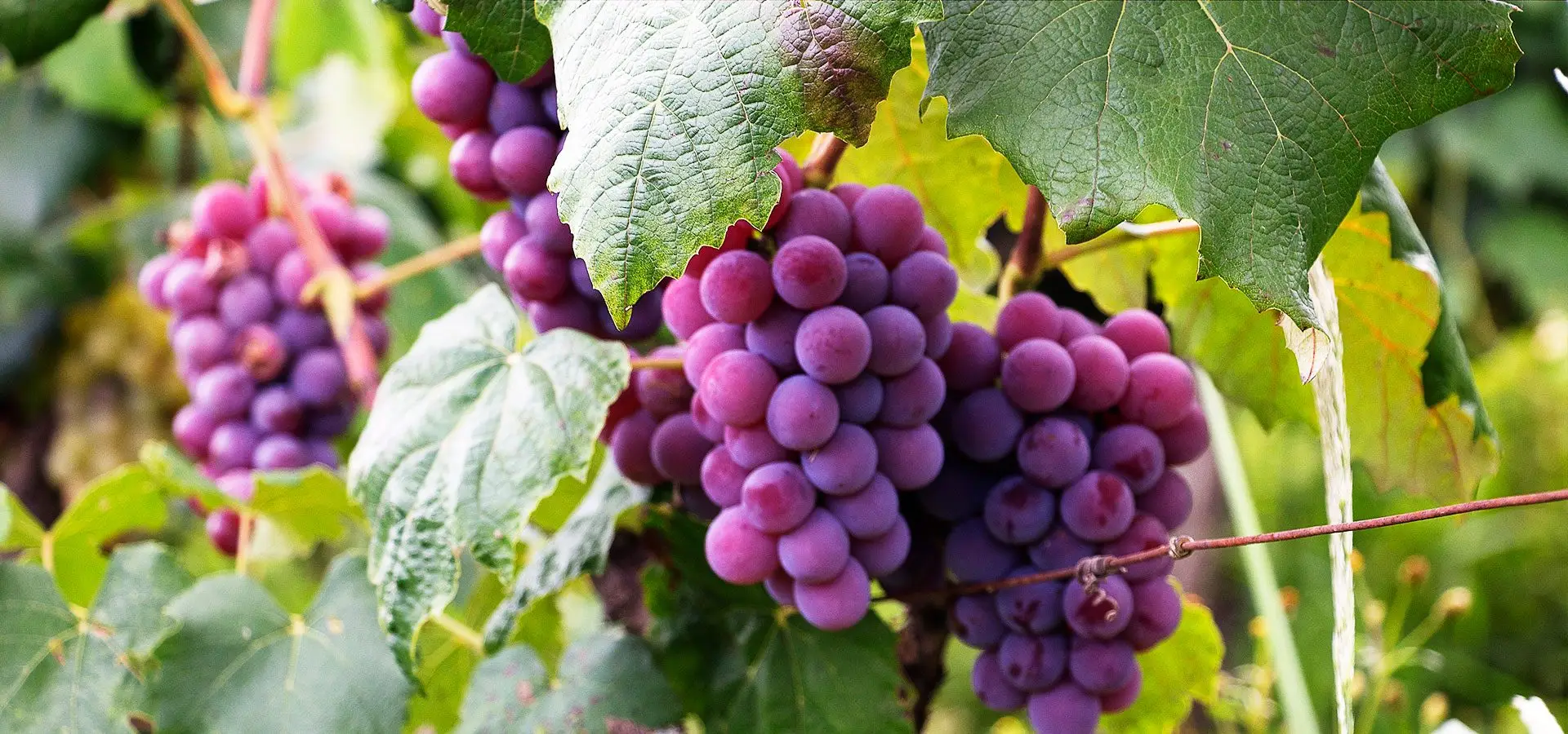 Breitenbach grapes